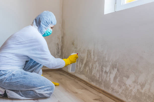 Licensed Commercial Mold Remediation service in Revere, MA - Car Mold Remediation